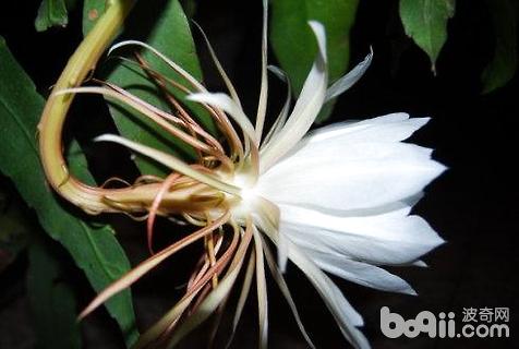 昙花什么时候开花昙花开花过程