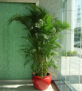 凤尾竹的养殖方法