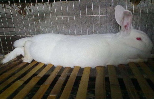 獭兔养殖平安度夏方式