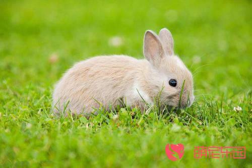维生素对兔子的作用及获取方式